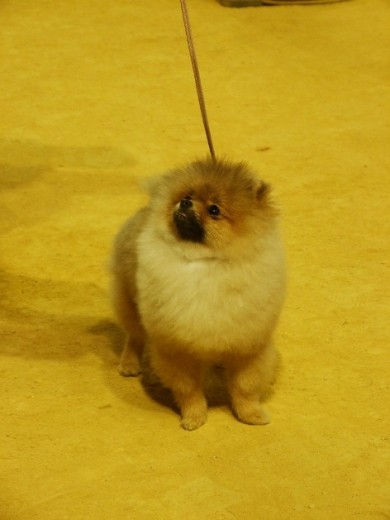 maxi en una expo